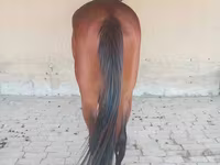 Kuda jantan, Arabian horse — foto 3