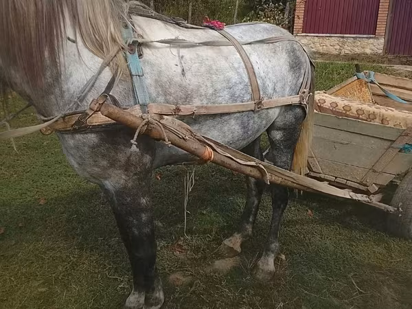 Kůň, Koně