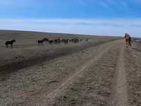 ፈረስ, Horses — ፎቶ 7