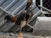 Chickens — รูปภาพ 5