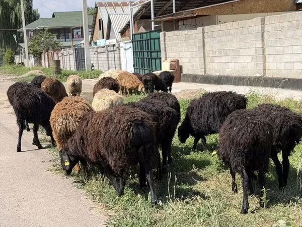 Domba jantan, Sheep