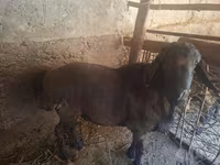 Қошқар, Қойлар — 1-сурет