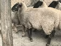 Ovce, White Suffolk sheep — foto 1