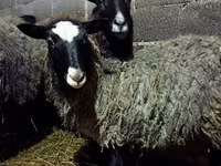 Sheep, Romanov sheep — photo 4