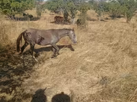 Cheval, Chevaux — photo 2