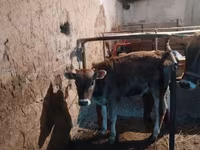 بقرة, Swiss cattle — الصورة 5