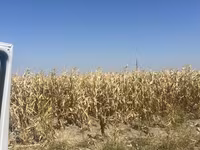 Жугору сорт Ала-тоо месный рушеный кургак 100 тоннага чейин бар баасы — عکس 1