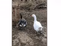 Geese — акс 1
