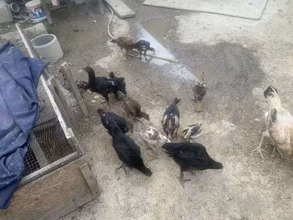 Chickens
