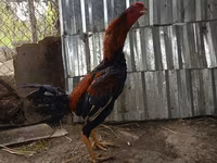 Chickens — 1 зураг