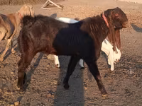 숫염소, Kamori goats — 사진 1