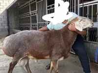 雄羊, Arashan sheep — 写真 4