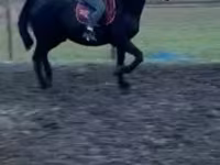 Kuda jantan, Horses — foto 2