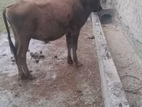 گاو نر, گاو — عکس 4
