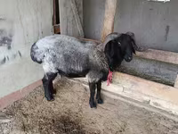 Beran, Blackheaded Persian sheep — foto 3