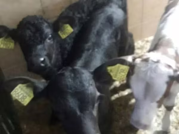Toro, Bovini