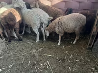 Cavallo, Cavalli — foto 2