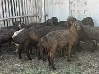 Dume la kondoo, Hissar sheep — picha 3