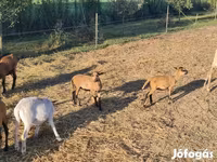 Խոյ, Cameroon sheep — լուսանկար 3