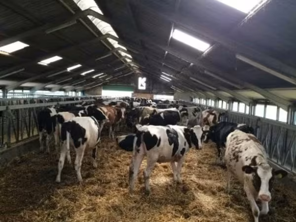 Lembu betina, Russian Black pied cattle