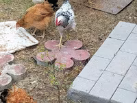 Chickens — ảnh 1
