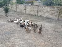 Německý pekin — foto 1