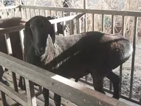 قوچ, Aland sheep — عکس 2