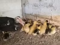 Ducks — عکس 2