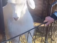 بز ماده, Alpine goat — عکس 3