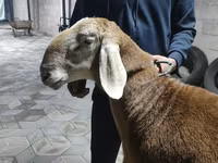 Berbec, Arashan sheep — foto 2