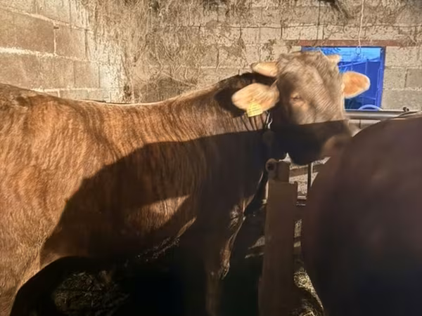 Bull, Swiss cattle — Kyrgyzstan