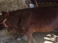 Lembu jantan, Cattle — foto 1