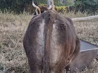 Lembu betina, Cattle — foto 7