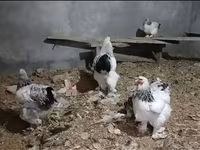 브라마 — 사진 3