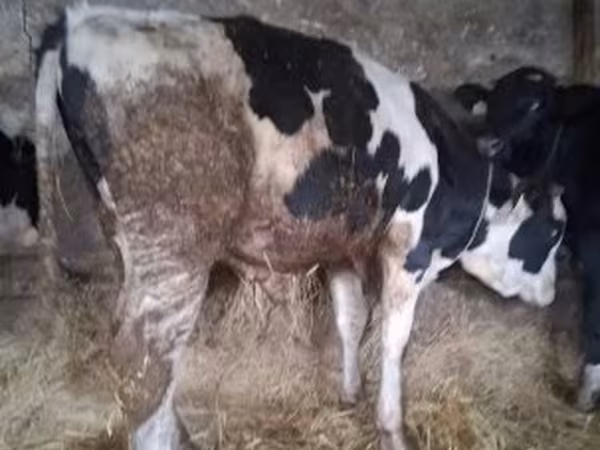 Bik, Russian Black pied cattle