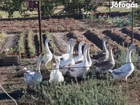 Geese — foto 3
