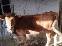 Lembu betina, Cattle — foto 4