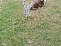 Krowa, Bydło — zdjęcie 1