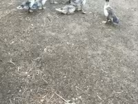 Ducks — photo 1