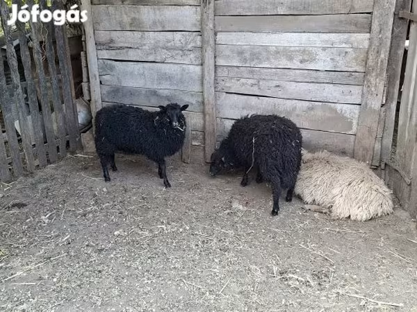 بھیڑ, Baerchuke sheep