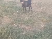 Kambing jantan, Goats — foto 3