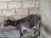 ፍየል, Goats — ፎቶ 3