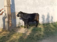Bovini (lotto, sesso non specificato), Simmental cattle — foto 7