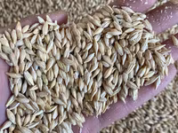Продаю арпа жем ячмень дроблённый в мешках отруби кебек с погруской и — عکس 5