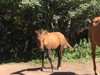 Kuda betina, Horses — foto 2