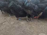 Australorp — fotografija 7