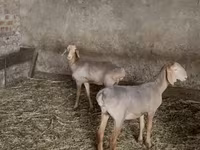 میش, Hissar sheep — عکس 1