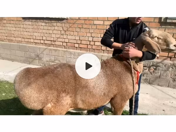 Arashan sheep