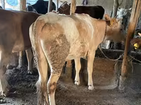 Бик, Simmental cattle — снимка 7