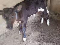 Ko, Russian Black pied cattle — foto 2
